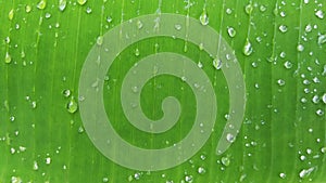 Banana leaf background with raindrops for your graphic design, banner, website or presentation