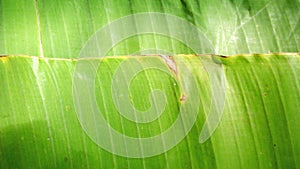 Banana leaf background top of view, copy space, macro view