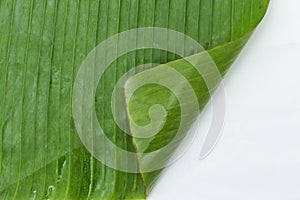 banana leaf backgrounds