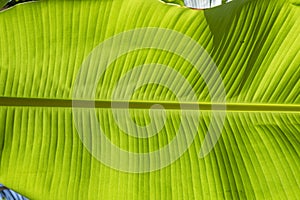 Banana leaf backlighted. Green texture