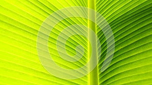 Banana leaf