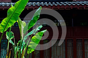 Banana Leaf-Classical Gardens of Suzhou