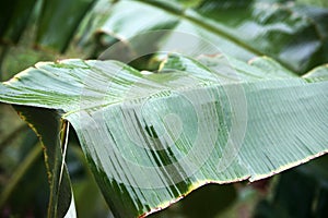 Banana leaf close up