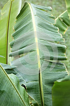 Banana leaf close up