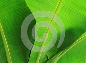 Banana leaf close-up photo
