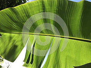 Banana leaf