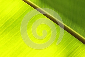 banana leaf close up. abstract background and texture for design.