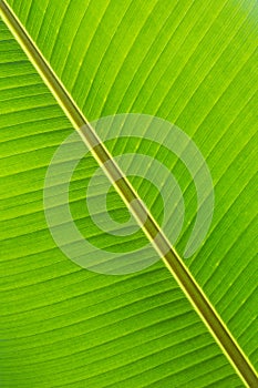 banana leaf close up