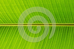 banana leaf close up