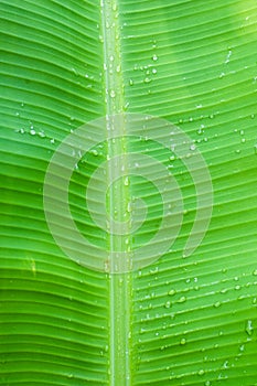 Banana leaf close up bright background with water drops