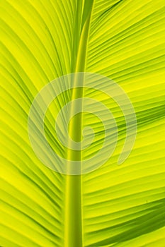 Banana leaf