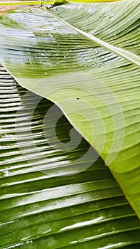 Banana leaf