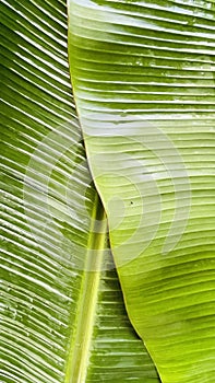 Banana leaf