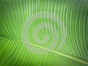 Banana leaf close up. Nature background