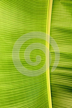 Banana leaf