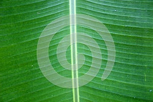 Banana leaf close-up. Photo