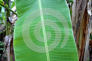 Banana leaf close-up. Photo