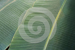 Banana leaf close up. Texture tropical banana plant leaf in tropic jungle climate.