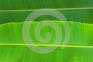 Banana leaf