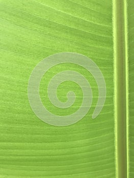 Banana Leaf Closeup