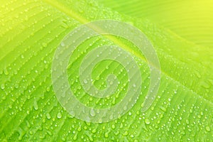 Banana leaf closeup with water drops.