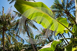 Banana leaf, coconut palm trees and the shining sun, bottom view, in the tropical island Phangan, Thailand