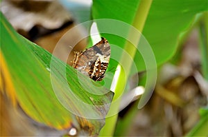 On the banana leaf a consul fabius butterfly photo