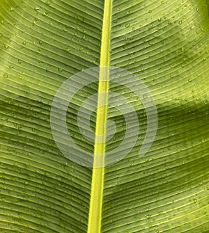 Banana leaf detail, abstract natural background - Musa Ã— paradisiaca