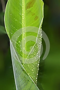 Banana leaf in details veins in parallel sequence arrangements with a main big vein in center