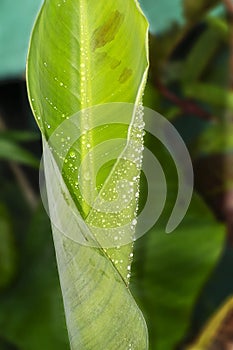 Banana leaf in details veins in parallel sequence arrangements with a main big vein in center