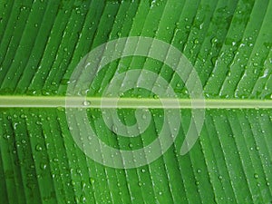 Banana leaf with dew