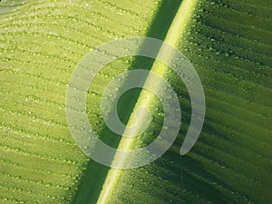 Banana leaf Dew drops close up