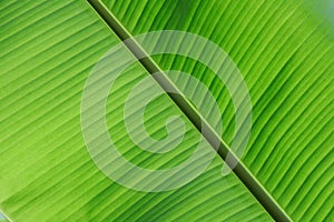 Banana leaf