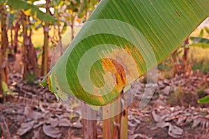 Banana leaf disease from fungi, plant disease