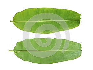 Banana leaf