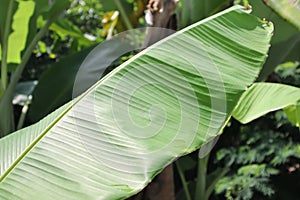 Banana leaf in the garden