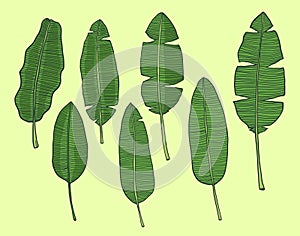 Banana Leaf hand drawn style