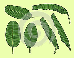 Banana Leaf hand drawn style