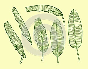 Banana Leaf hand drawn style