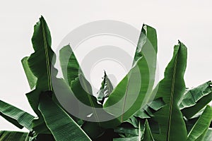 banana leaf isolate on white background