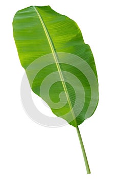 banana leaf isolate on white background
