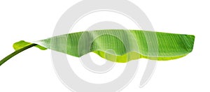 banana leaf isolate on white background