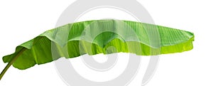 banana leaf isolate on white background