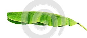 banana leaf isolate on white background