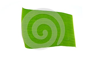 Banana leaf isolate on white background