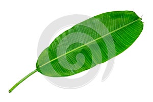 Banana leaf isolate on white background with clipping path included. Green banana leaf texture background, tropical dark green