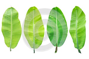 Banana leaf on isolate and white background. The collection of banana leaf