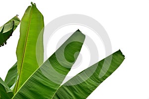 Banana leaf isolated on white background