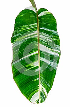 Banana leaf
