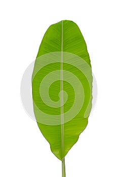 Banana leaf isolated white background